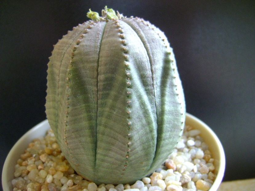 Euphorbia obesa - Caudiciforme si bulbi 2019