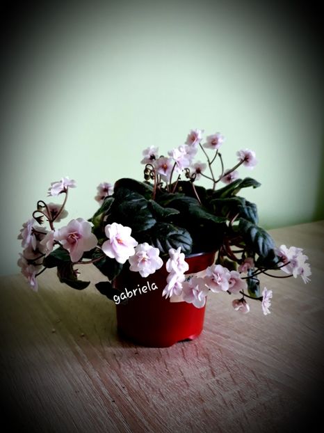 Rob-s Vanilla trail 18 lei - Rob-s Vanilla Trail