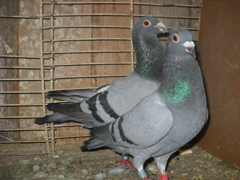  - UNDEVA IN SUCEAVA arhiva