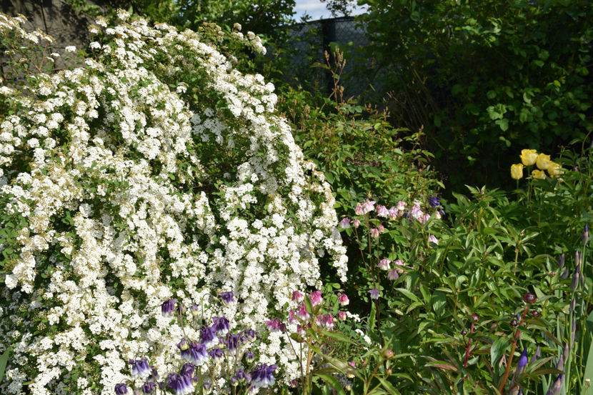  - 2019 Idilic garden