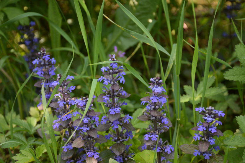  - 2019 Idilic garden