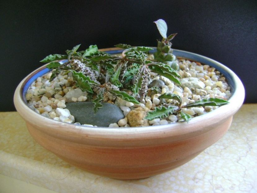 Euphorbia decaryi - Suculente 2019