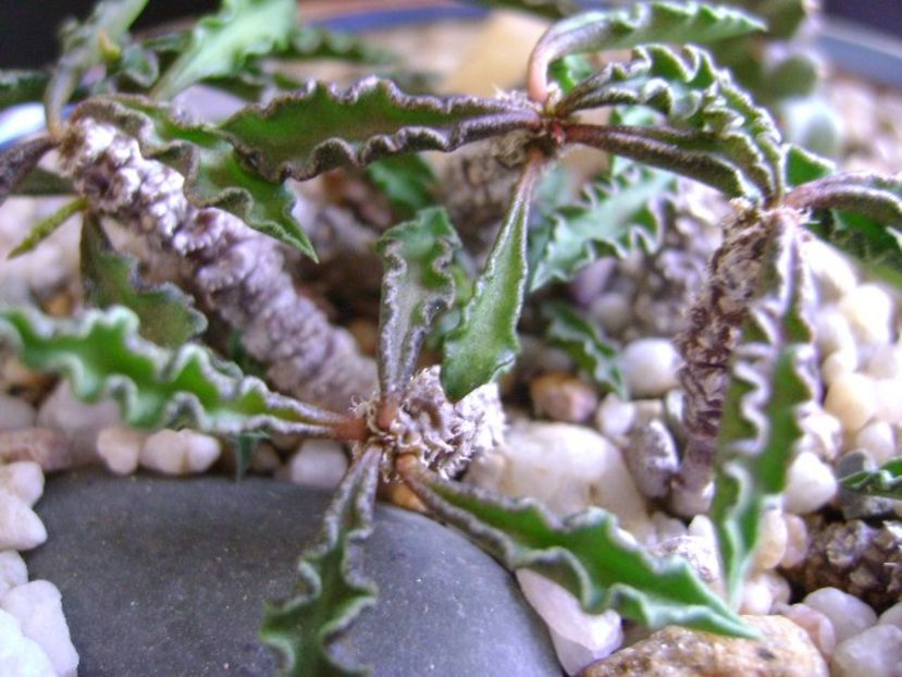 Euphorbia decaryi - Suculente 2019