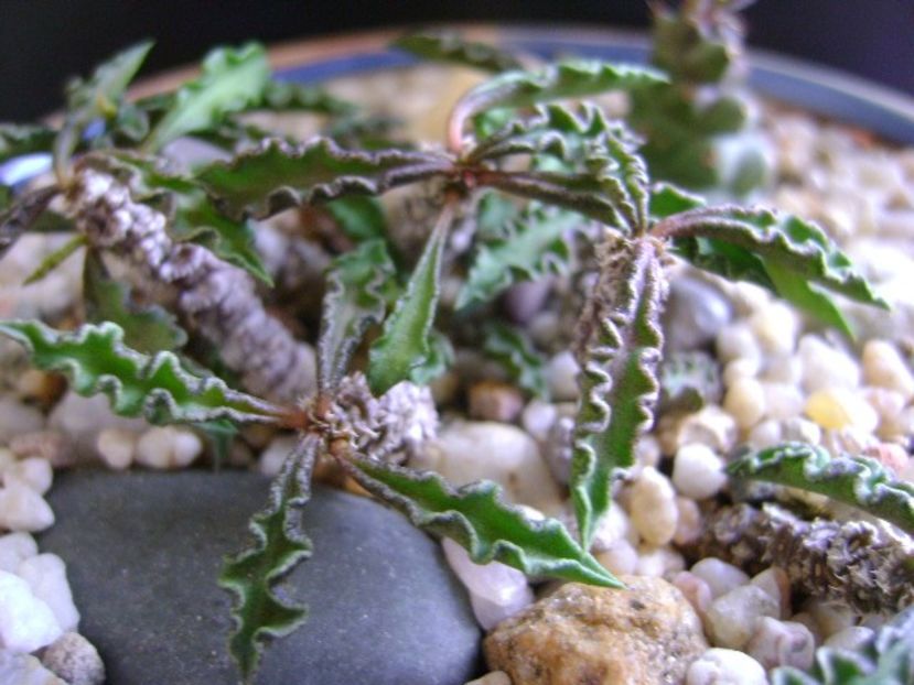 Euphorbia decaryi - Suculente 2019