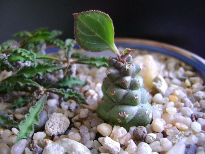 Monadenium ritchiei - Suculente 2019
