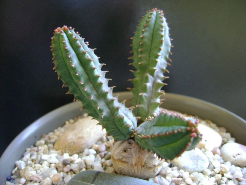 Euphorbia tubiglans - Caudiciforme si bulbi 2019