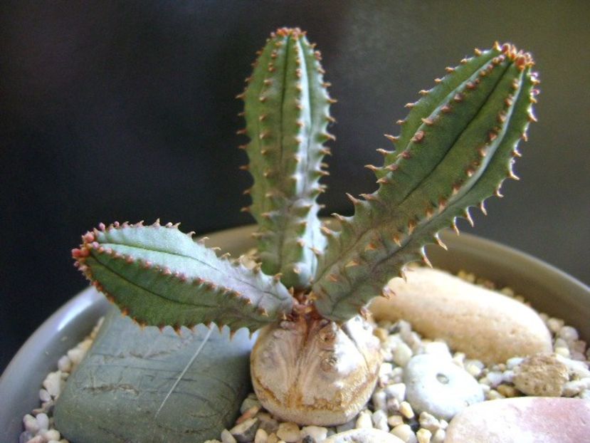Euphorbia tubiglans - Caudiciforme si bulbi 2019