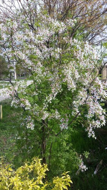 xanthoceras sorbifolium - arbori ornamentali 2019