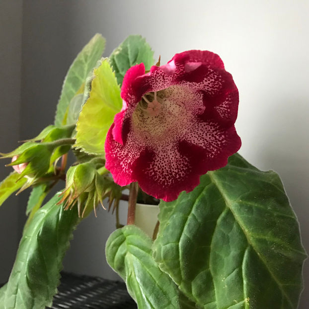  - Plante de interior 2019