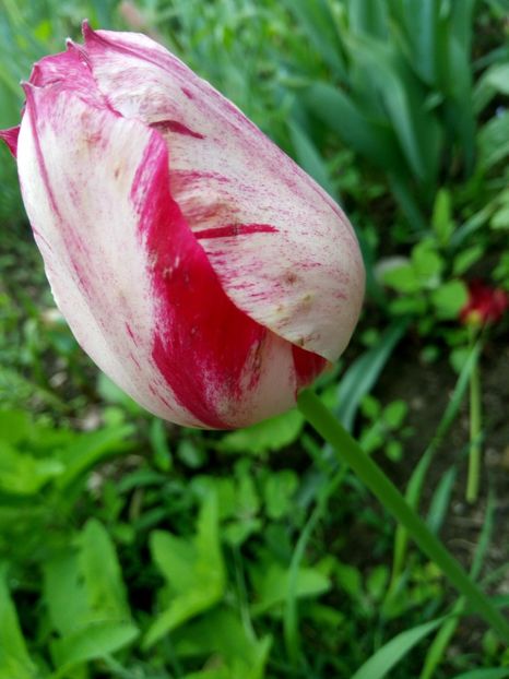  - Lalele mixt de culori