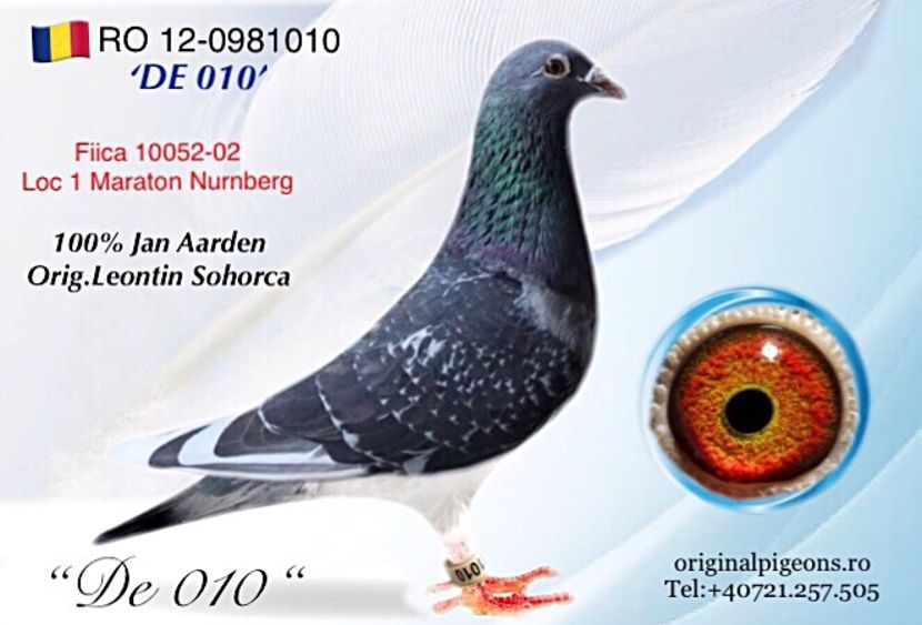 406E725D-663E-404D-ADEE-C82E61080349 - Perechea 7