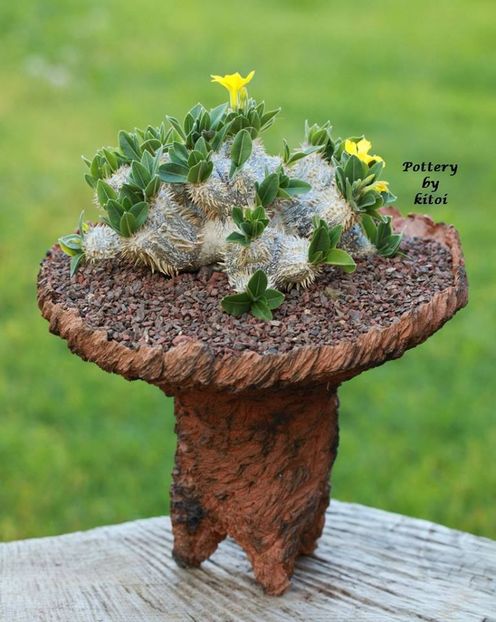 Kitoi: Pachypodium brevicaule - Vase - aranjamente - accesorii