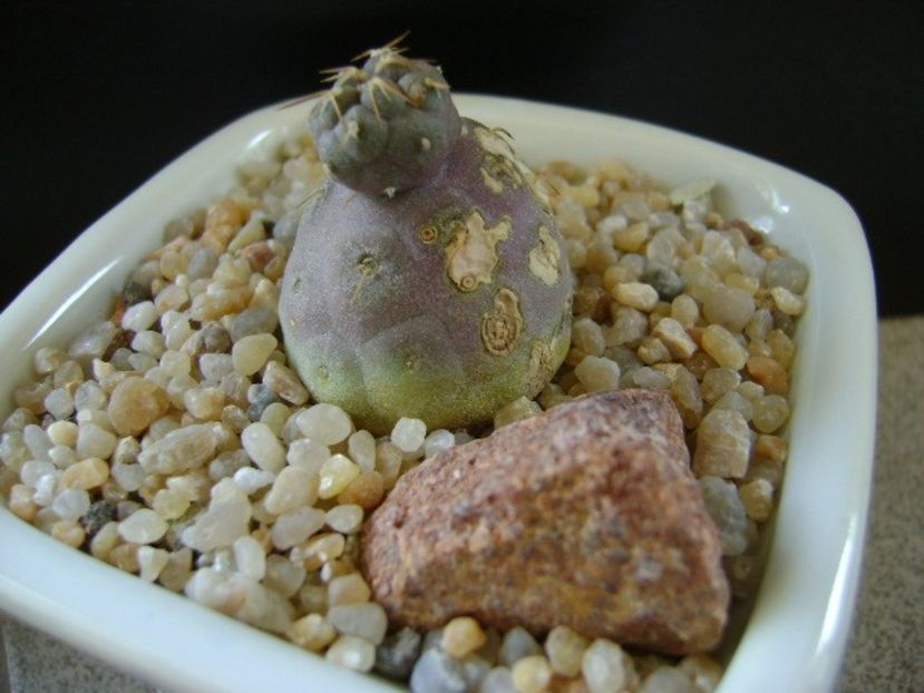 Tephrocactus geometricus - Cactusi 2019