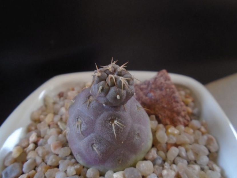 Tephrocactus geometricus - Cactusi 2019