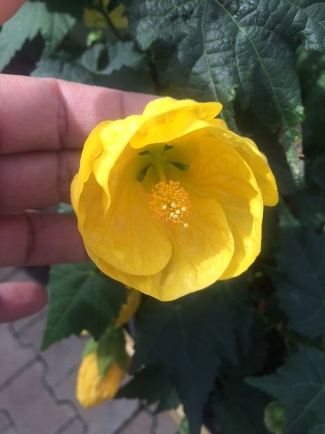 Abutilon 1.05.2019 - Expozitie de flori