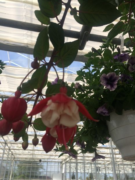 Fuchsia 1.05.2019 - Expozitie de flori