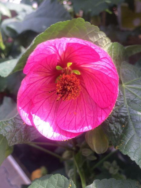 Abutilon - A -Magazin