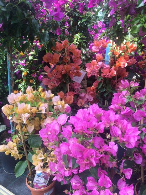 bougainvillea - A -Magazin