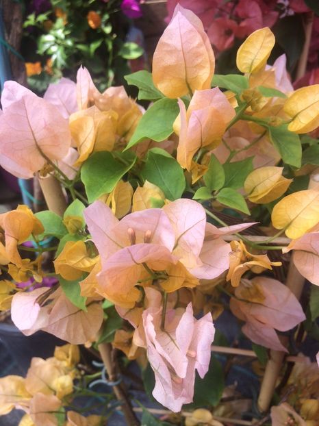 bougainvillea - A -Magazin