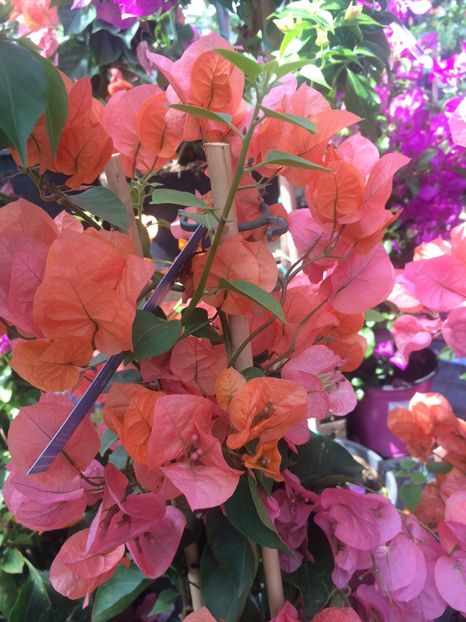 bougainvillea - A -Magazin
