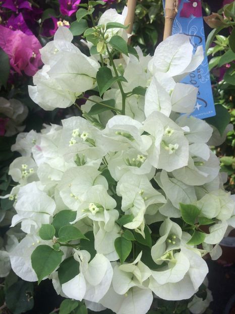 bougainvillea - A -Magazin