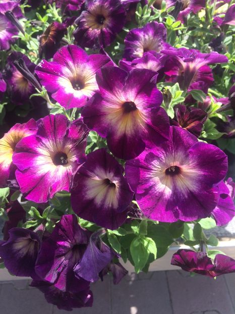 Petunie - A -Magazin