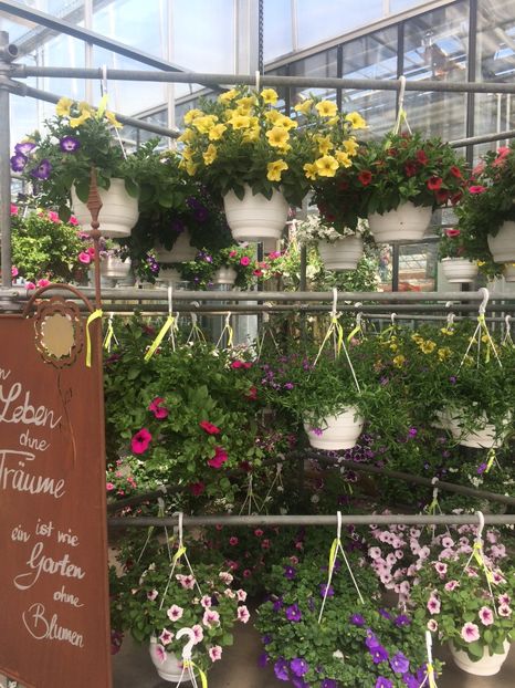 Petunii - A -Magazin