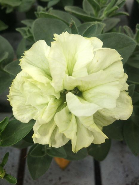 Petunie alb cu verde - A -Magazin