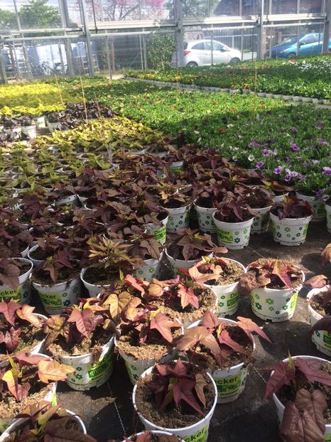 Răsaduri de busuioc - A -Magazin