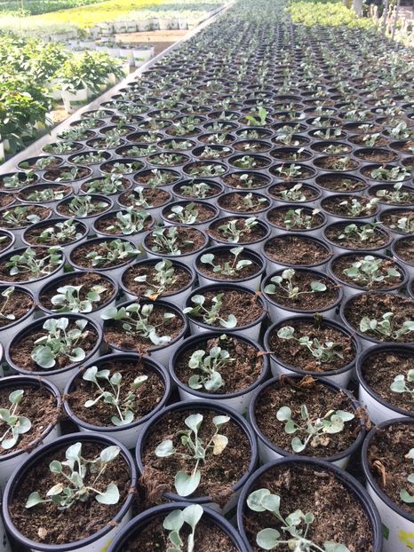 Răsaduri - A -Magazin