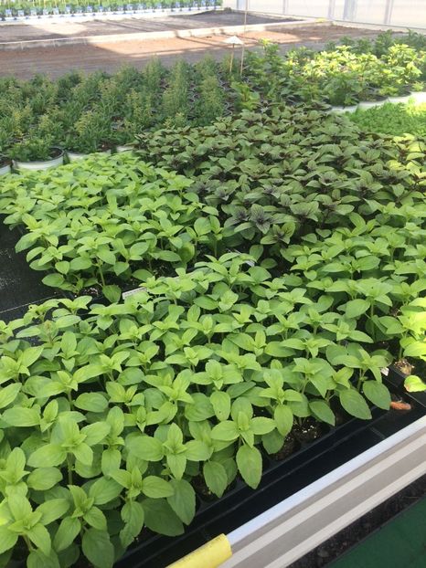 busuioc - A -Magazin