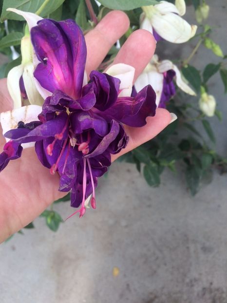 Fuchsia - A -Magazin