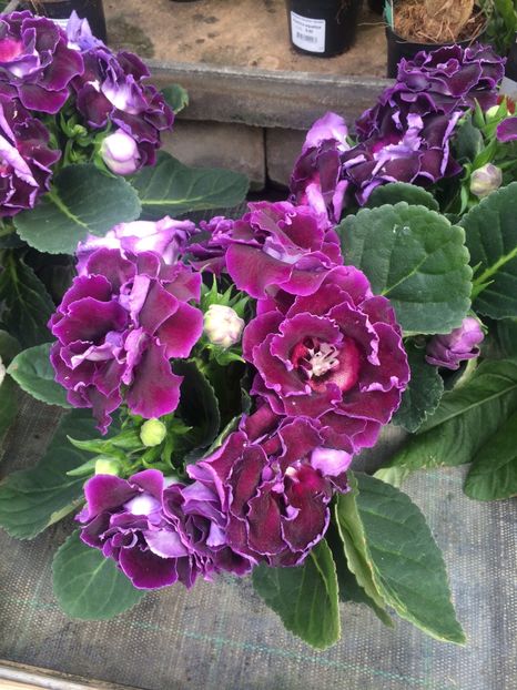 Gloxinii - A -Magazin