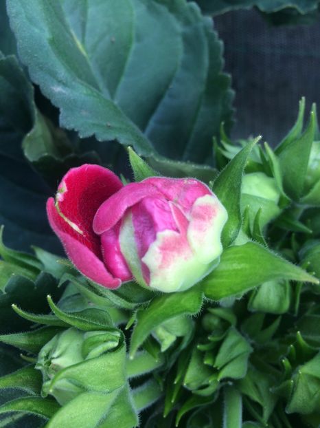 Gloxinii - A -Magazin