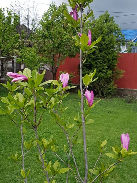 Magnolia pe verde crud - Mai 2019