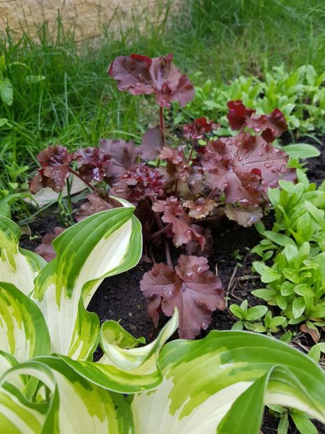 Heuchera Melting fire si hosta - Mai 2019