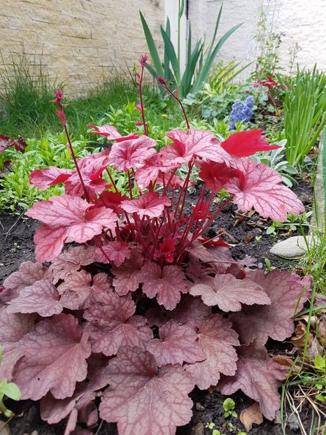 Heuchera Carnival watermelon - Mai 2019