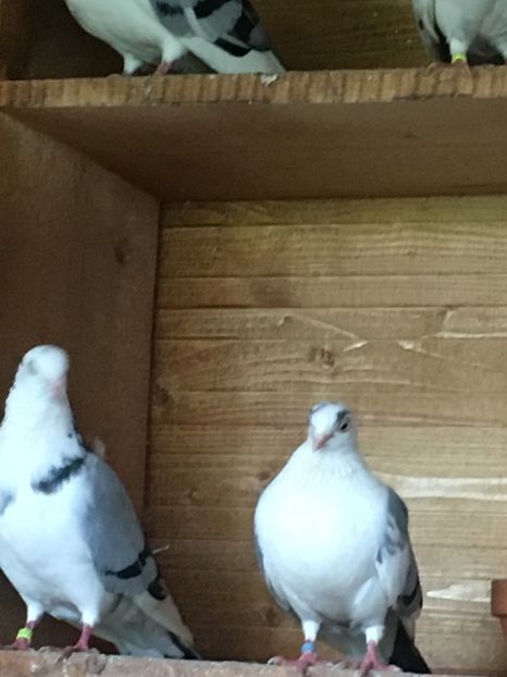 7D226FE1-C298-4617-97F7-C64EE57515B3 - Poze de prin voliera 2019