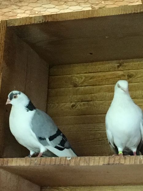 06B2DB02-B1FA-4F71-A3D3-5DDFCF2518E2 - Poze de prin voliera 2019