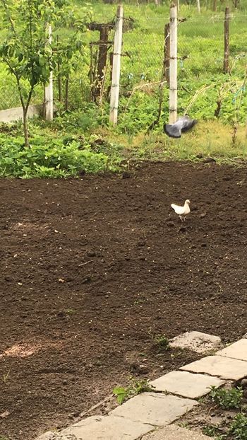 FDA46D56-C302-4C8D-AFE0-5DF04E1CB9F8 - Poze de prin voliera 2019