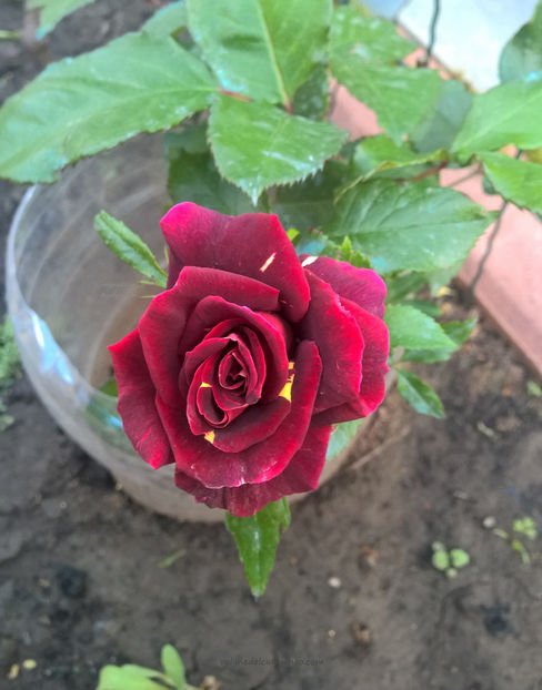valynedelcu@yahoo.com rose.0003 - Hocus Pocus