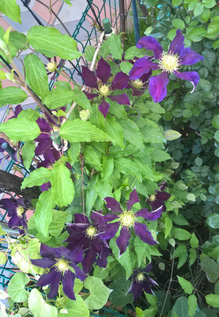 valynedelcu@yahoo.com Clematis 0011 - Clematis Julka