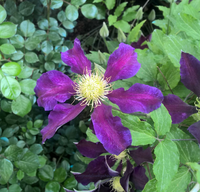 valynedelcu@yahoo.com Clematis 0010 - Clematis Julka