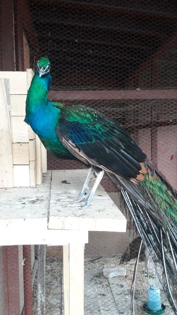  - A-2-Pauni umar negru