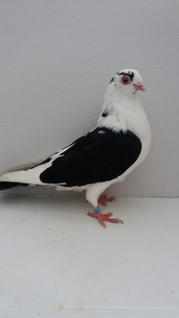 F 2018 - Por galateni jucatori