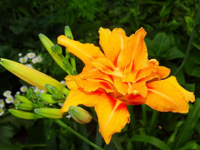 Fulva Pleno - Fulva Pleno