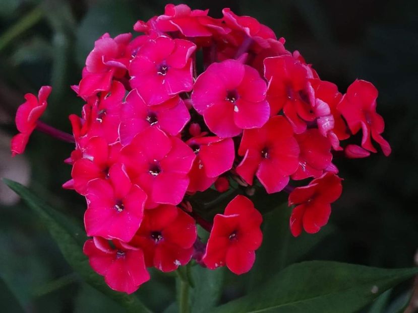  - Phlox
