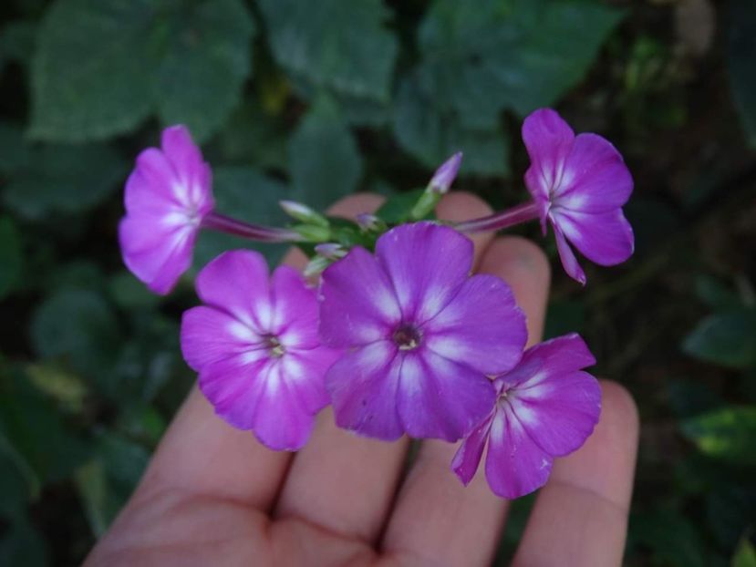  - Phlox