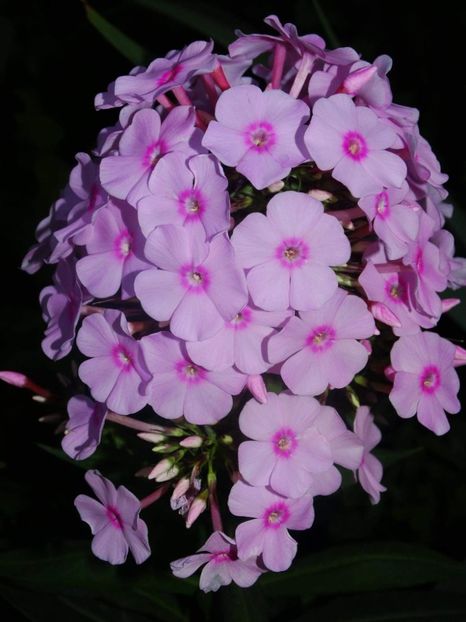  - Phlox