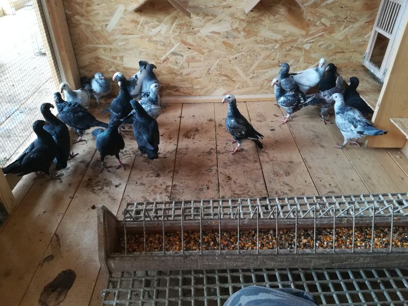  - Voliera noua pentru porumbei